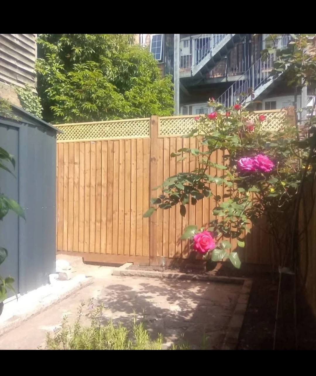 Closeboard fence with lattice trellis top behind a pink rose bush